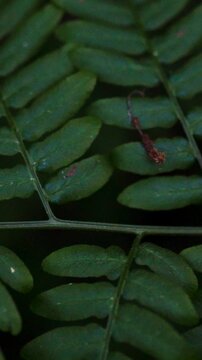 Dense tropical forest foliage forms a vibrant green backdrop. Diverse flora, including ferns and grasses, sways gently in the breeze, showcasing exotic vegetation thriving in its natural wild habitat