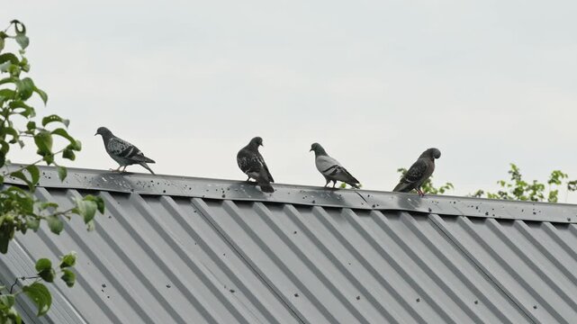 Four pigeons sitting in a row on a metal roof