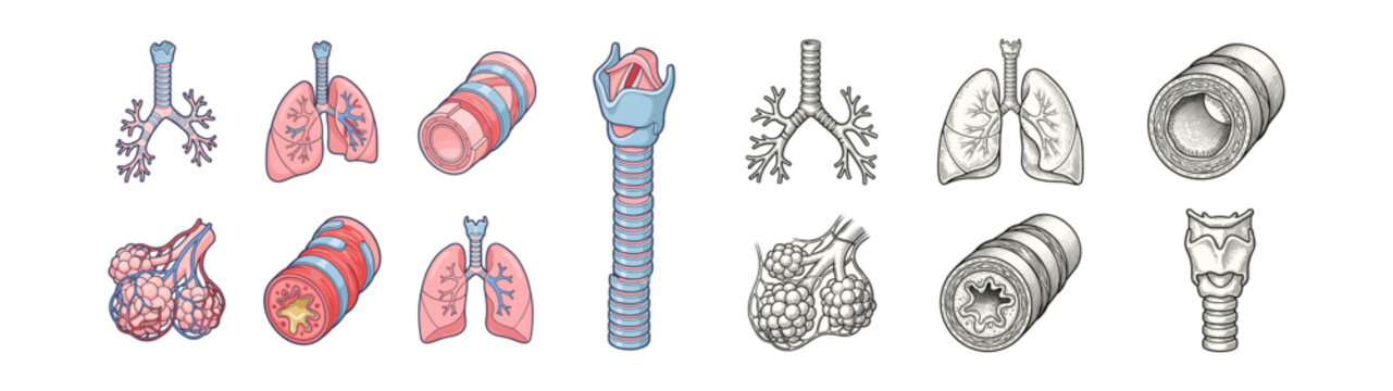 Set of human respiratory system anatomy icons including lungs trachea bronchi alveoli and airway sections