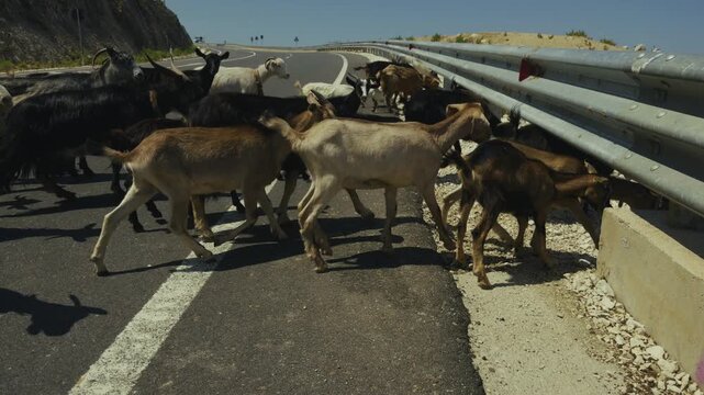 Herd Of Domestic Goats Walking Across An Asphalt Mountain Road Near Metal Guardrail On A Sunny Day