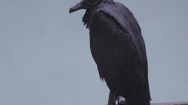 Black Vulture Standing in the Rain