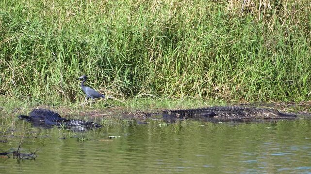American alligator sunbathing on river shore in Everglades-style wetland landscape, Florida wildlife.
