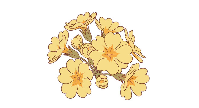 Yellow primrose floral illustration with outlined petals and stems