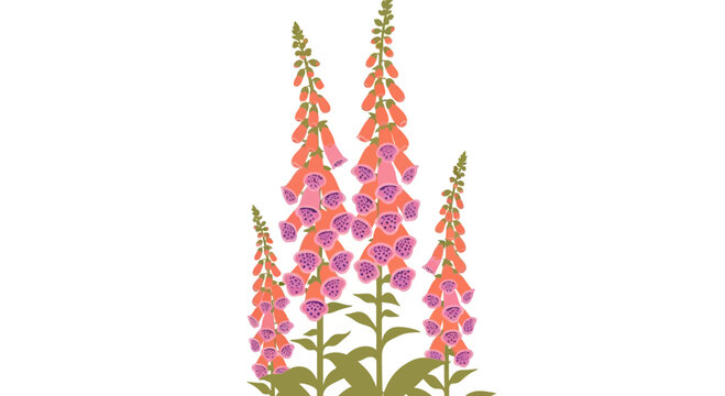 Foxglove Flowers A Vector Illustration On A White Background