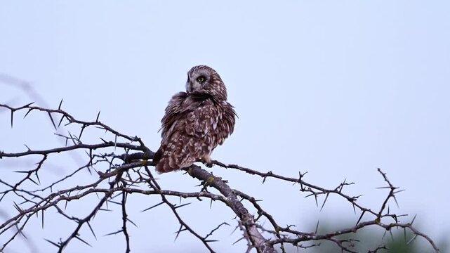 A Short-eared Owl (Asio flammeus) carefully preens its feathers in its natural habitat. Beautiful slow-motion wildlife footage capturing natural grooming behavior, plumage maintenance, and the beauty 