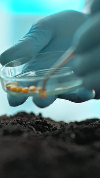 In laboratory, specialist plants genetically modified corn grains into prepared soil trays, conducting controlled experiment aimed at advancing food manufacture research showing scientific progress