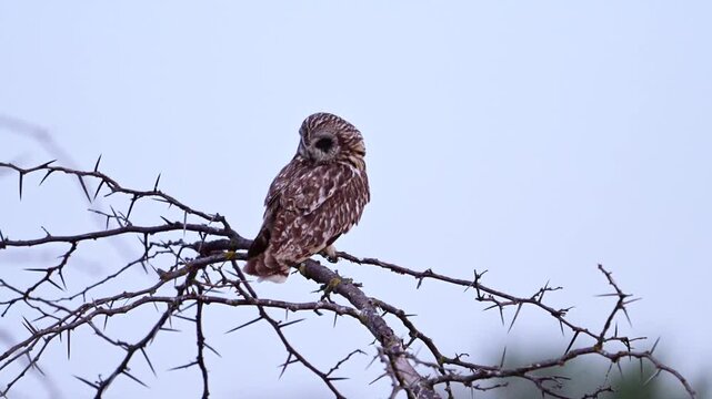 A Short-eared Owl (Asio flammeus) carefully preens its feathers in its natural habitat. Beautiful slow-motion wildlife footage capturing natural grooming behavior, plumage maintenance, and the beauty 