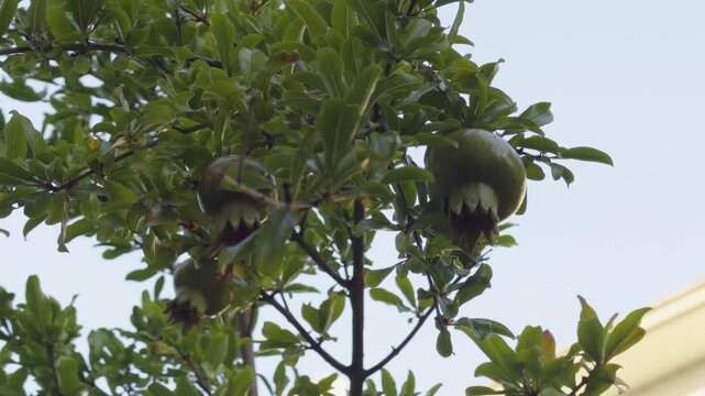 Unripe Green Pomegranate Fruits Growing On A Tree Branch With Lush Foliage In The Garden 