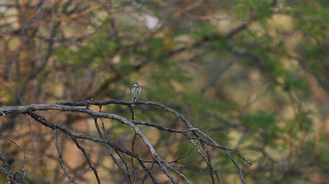 Yellow Wagtail Motacilla flava in Wild Nature Slow Motion