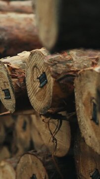Numbered stacks of freshly cut pine logs lie on a sawmill site within forested grounds, prepared for lumber processing, providing organized wood inventory and storage for today's mill