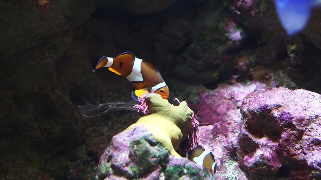 Vibrant orange clownfish swimming near an anemone while a bright blue tang darts across the frame in a reef aquarium.