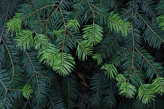 New &ldquo;Spring Flush&rdquo; of Douglas Fir, central Sierra Nevada Mountains 