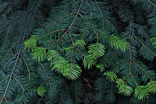 New bright green spring growth on Douglas Fir, Central Sierra Nevada Mountains, California 