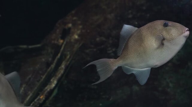 A grey triggerfish swimming elegantly through dark water with a rocky background inside an aquarium.