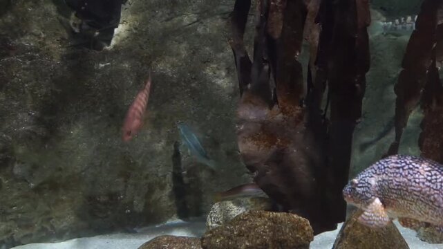 Several colorful fish, including ballan wrasse, swimming gracefully in an aquarium tank filled with rocky structures and kelp.