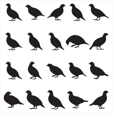 Chukar partridge bird silhouette standing isolated on a solid color