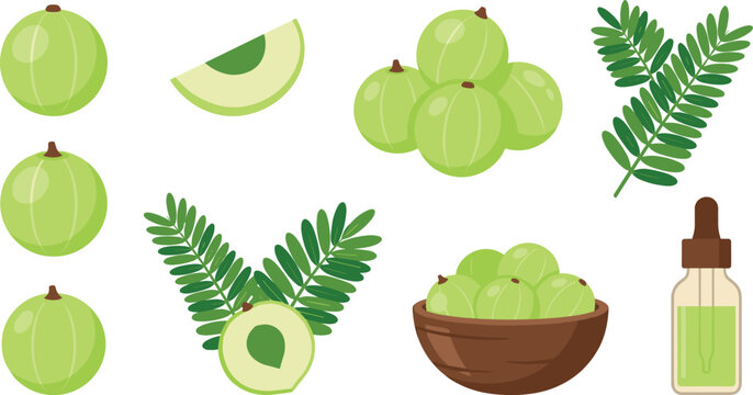 Amla Indian gooseberry vector illustration set with fresh green whole fruit half slices leaves wooden bowl and essential oil dropper bottle isolated on white background