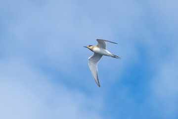 Fototapeta premium Juvenile Antarctic tern (Sterna vittata) at Gough Island in the South Atlantic Ocean