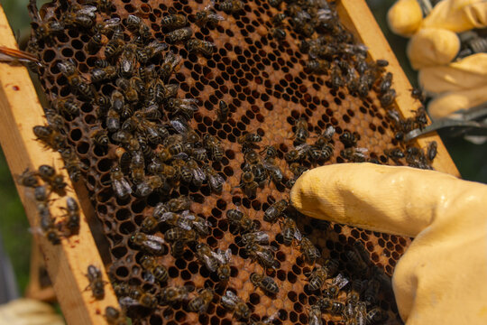 Close-up of honeycomb frame with bees during beekeeper inspection
