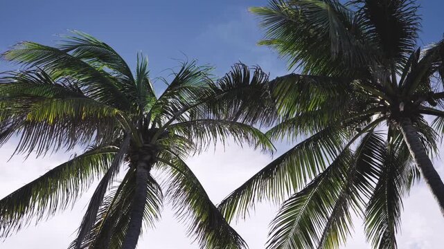 palm trees swaying in the wind with blue sky