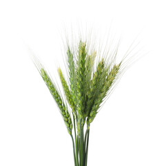 Fototapeta premium Bunch of green wheat spikes isolated on white