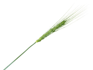 Fototapeta premium One green wheat spike isolated on white