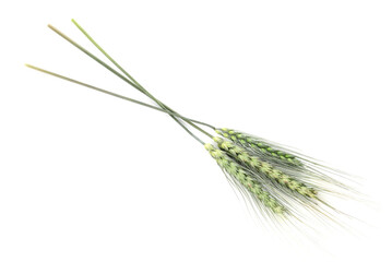 Fototapeta premium Three green wheat spikes isolated on white, top view