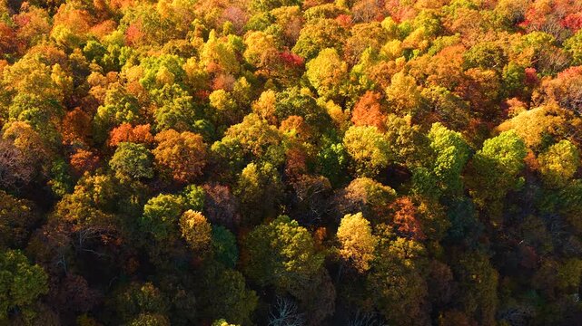 Scenic sunset over dense mountain woodland in peak fall season. Vibrant autumn foliage covers hills with brilliant shades of yellow, orange and red.