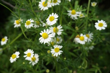 Fototapeta premium Kamille-Blumen am Feldrand in der Natur am Nachmittag im Sommer