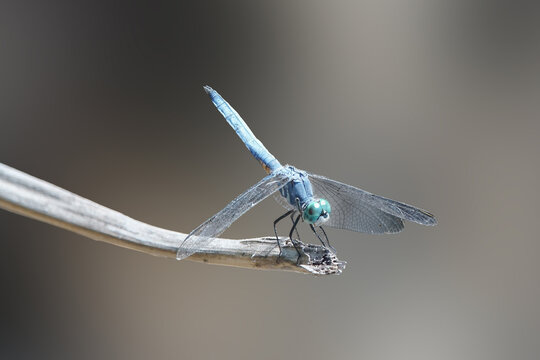 Blue dasher dragonfly perched on a dry branch with soft background