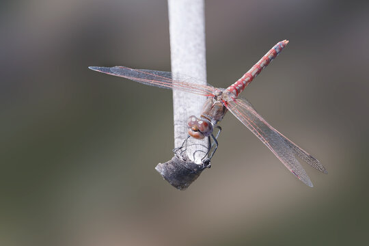 Male variegated meadowhawk dragonfly perched on a dried stem