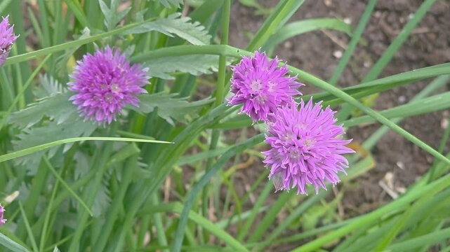 Exploring the growth of purple flowers in a garden during the spring season