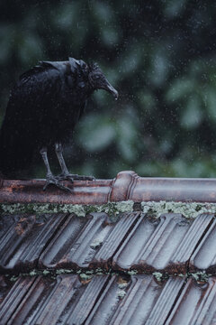 Vulture Standing on a Rainy Day
