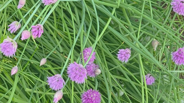 Chives growing in a garden with purple flowers on a sunny day in spring