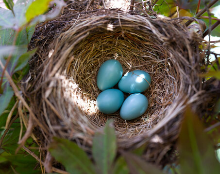 Bird nest with blue eggs from Robbin
