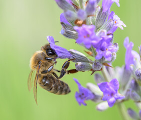Close-up of a honey bee foraging on purple lavender flower, macro photography of beneficial insect in the garden © Veljko Klarić