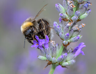 Detailed macro shot of a fuzzy bumblebee feeding on a purple lavender flower, soft bokeh background © Veljko Klarić