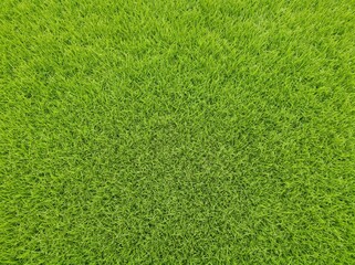 Fototapeta premium Lush, vibrant green grass texture from a top-down perspective, showing dense blades of a healthy lawn or field.