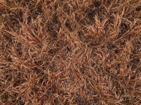 Close-up aerial view of dry, brown, and reddish-brown tall grass or reeds creating a natural textured background.