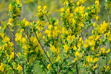 Fototapeta premium Chamaecytisus ratisbonensis. yellow flowers and green leaves on a plant branch. in the forest or in the field. floral natural background, close-up. nature in spring. Honey plants Ukraine.