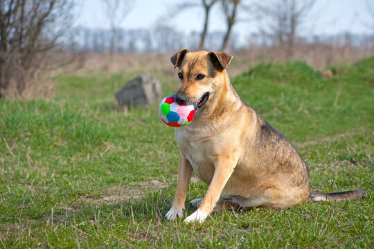 red-haired dog. a large dog holds a ball in his mouth, sits on the green grass. playful animal. the dog wants to play on the lawn. a pet. colored ball in the teeth of a dog. cynology, veterinary