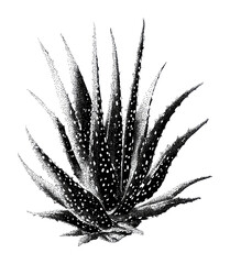 Fototapeta premium PNG Black and white agave plant illustration with dotted texture