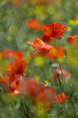 Fototapeta premium Beautiful red poppies in a sunny meadow, a floral background or wallpaper for your project 