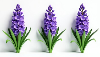 Obraz premium Three purple hyacinth flowers with green leaves stand tall against a clean white background. These spring blooms offer a fresh, vibrant look for any garden or floral theme. Perfect for nature art.
