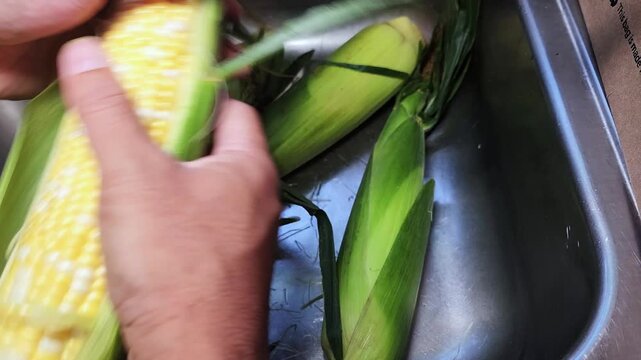 Removing the corn husk or husking peeling away the inedible green outer leaves and the stringy silk to expose the edible kernels on the cob