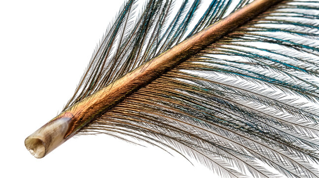 A close-up macro shot of a single feather quill with delicate, flowing barbs, set against a clean white background