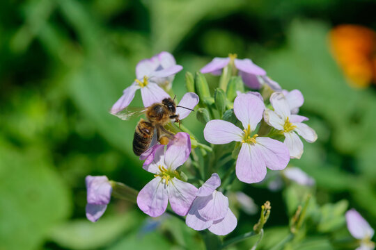 Honey bee with yellow pollen on its leg foraging on a purple wildflower