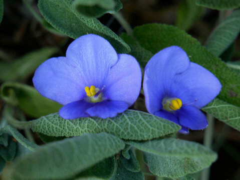 Two small, delicate blue flowers with yellow centers bloom amongst green foliage. (Exacum affine) Persian violet