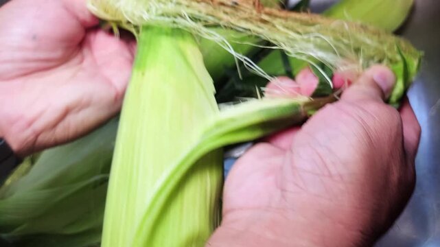 Removing the corn husk or husking peeling away the inedible green outer leaves and the stringy silk to expose the edible kernels on the cob