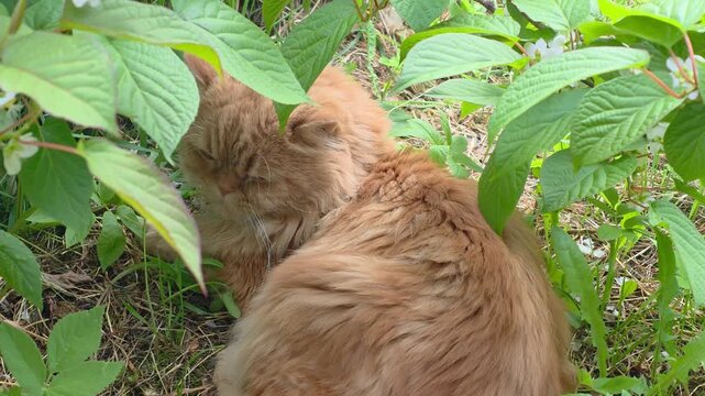 Two cats relax among green plants in a garden during a sunny afternoon
